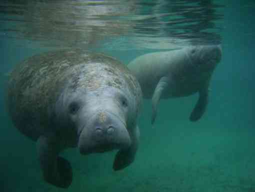 Florida manatees underwater