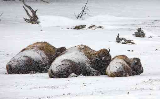 Bison sleeping in snow