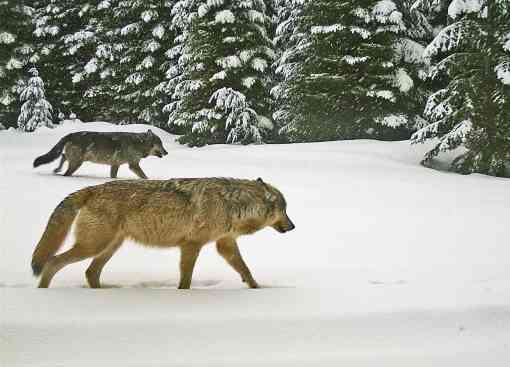 Two adult wolves from Walla Walla pack, Umatill County, Oregon