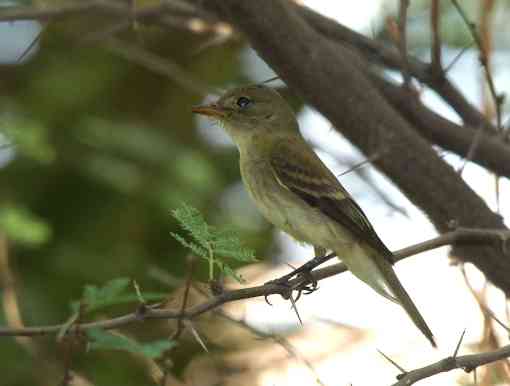 Southwestern Willow Flycathcer perched on a branch