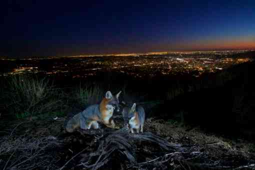 Gray foxes in Verdugo Mountains, California 