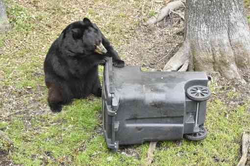 Black Bear vs garbage can
