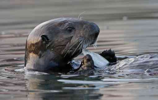 Sea otter, BLM