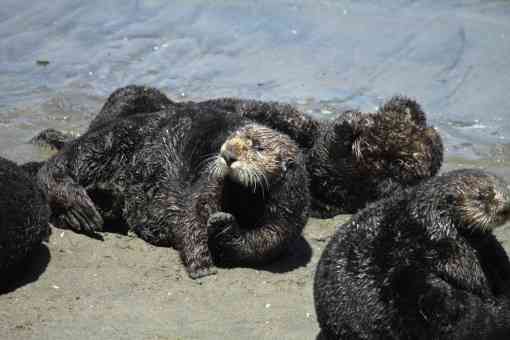 Southern sea otter at Moss Landing, California