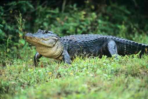 An American alligator treads through Everglades National Park, Florida