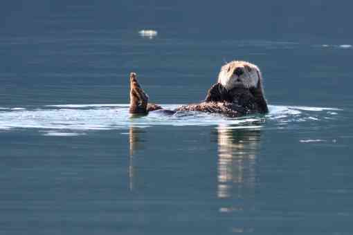 Sea otter in Kenai Fjords National Park