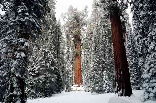 Forest snow, Sequoia National Park, California