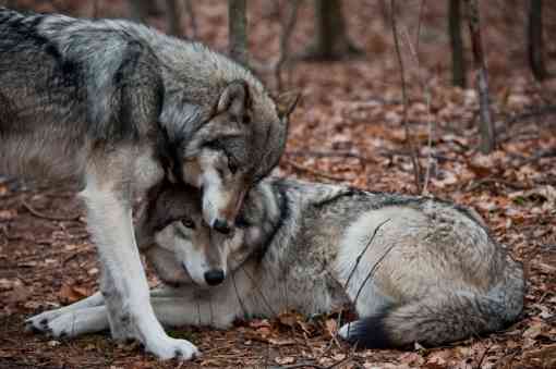 Pair of gray wolves showing affection 