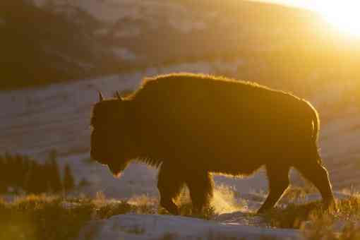 Yellowstone Bison silhouetted at sunset