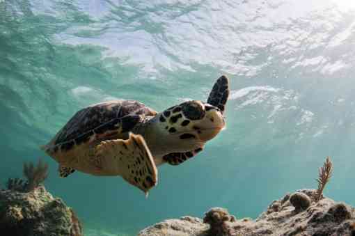 Hawksbill sea turtle waving flippers underwater