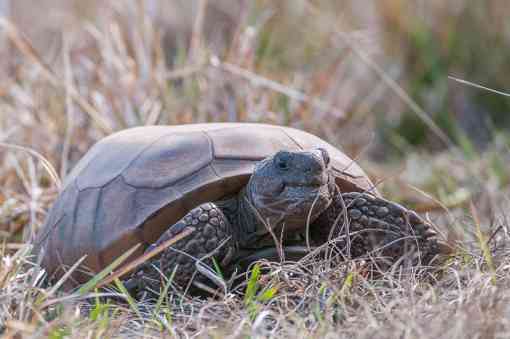 Gopher tortoise in the grass, Lake Kissimee State Park, Florida