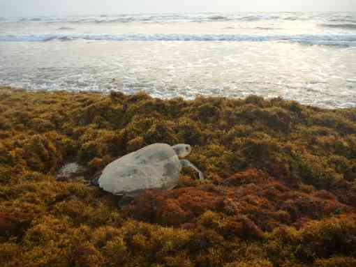 Kemp's ridley sea turtle in Sargassum, South Padre Island, Texas