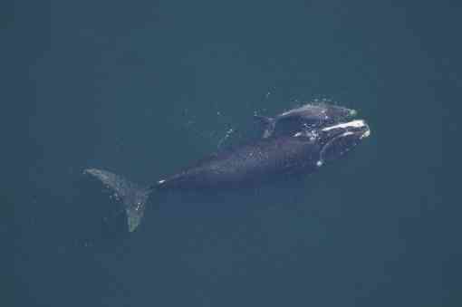 North Atlantic right whale and calf