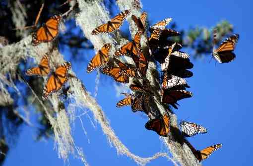 Monarch butterflies cling to Spanish Moss, California