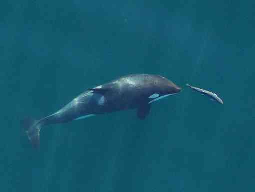 Young orca chases a chinook salmon, San Juan Island