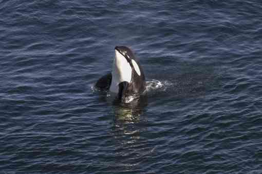 Southern Resident orca