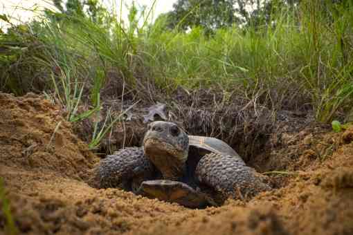 Gopher tortoise in burrow, Florida