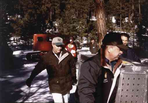 1995 - Yellowstone Wolf Release