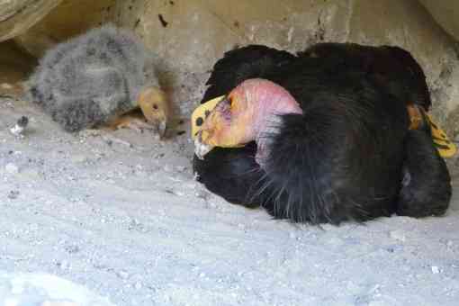 California condor with chick, California