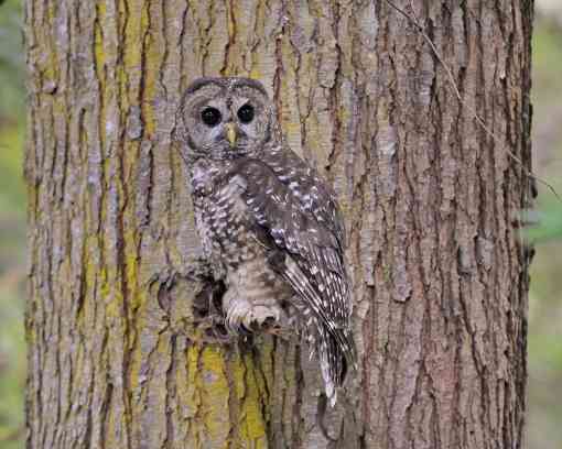 Northern spotted owl, Green Diamond Forest, California