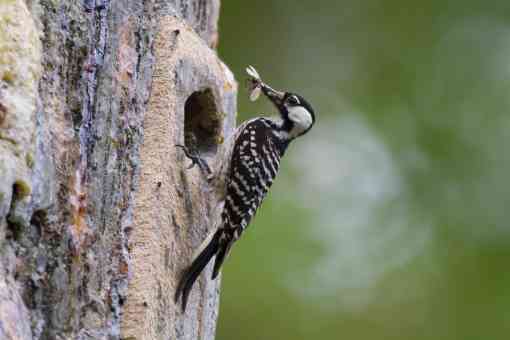 Red-cockaded woodpecker feasts on a bug