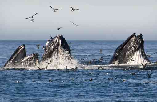 Bubble feeding humpback whales, Monterey Bay, California