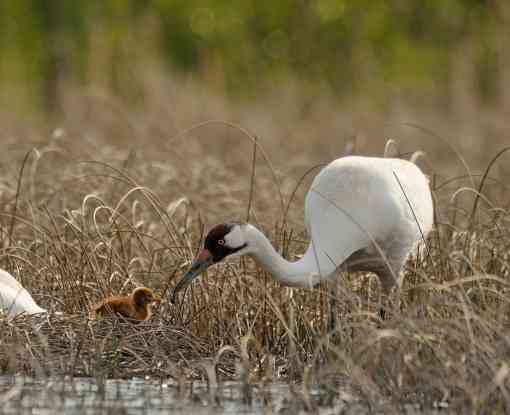 Whooping crane with chick.