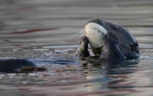 Sea otter eating