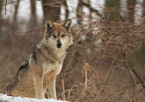 Lone Mexican gray wolf