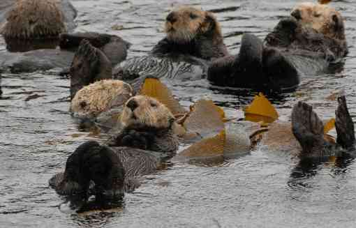 Raft of Sea Otters Above a Kelp Bed