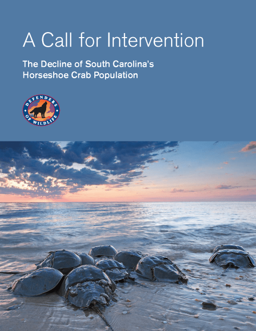 A Call for Intervention Report Cover