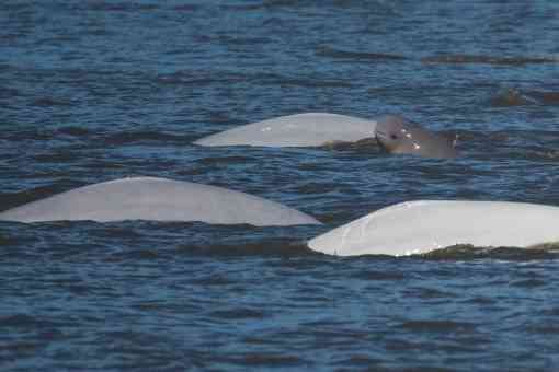 Cook Inlet beluga whales 