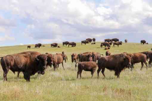 Fort Peck Bison Release - Cultural herd - MS landscape - Chamois Andersen/DOW