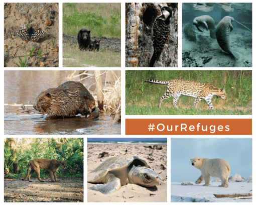 Refuge Campaign Wildlife Collage - polar bear, manatees, sea turtle, florida panther, beaver