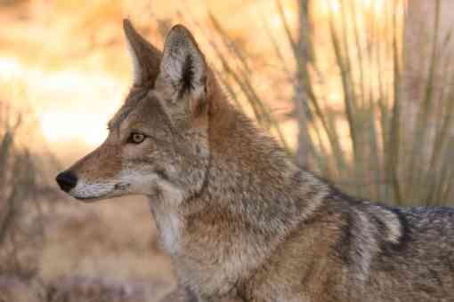 Coyote Profile - Talavera - New Mexico