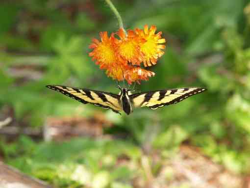 Tiger Swallowtail Butterfly - Maine