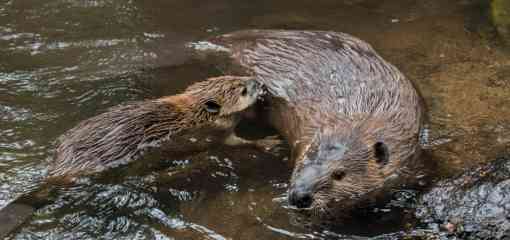 Beaver and baby swimming 