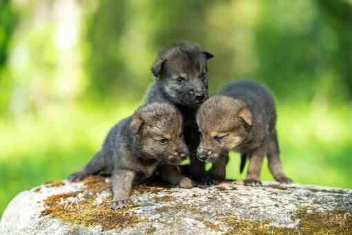 Newborn Gray Wolf Pups