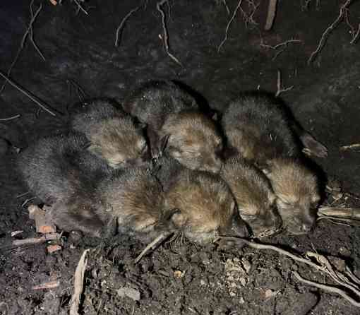 Red Wolf Pups