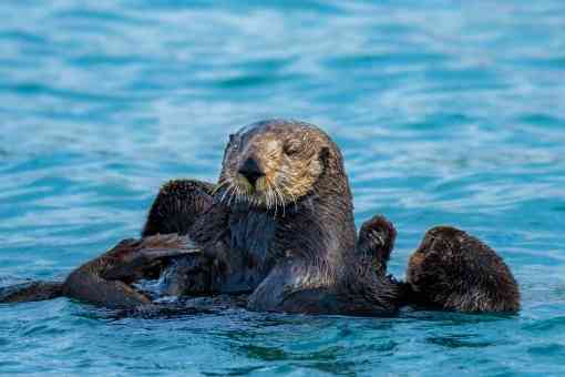 Sea otter mother and pup- California 