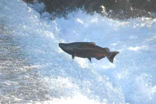 Chinook Salmon - Jumping at Dam - Pacific Southwest