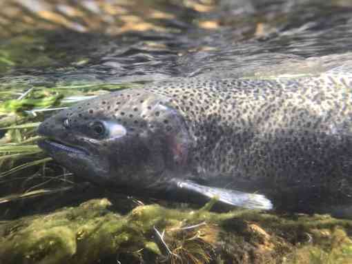 Female Chinook Salmon - Pacific Southwest