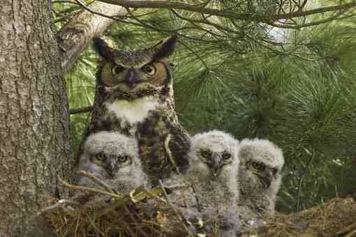 Mother Great Horned Owl and Owlets - Rochester Golf and Country Club - Rochester - Minnesota