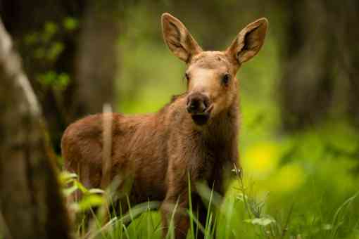 Moose Calf in Forest - Alaska