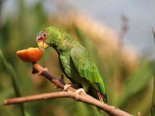 White-Fronted Parrot sitting on branch