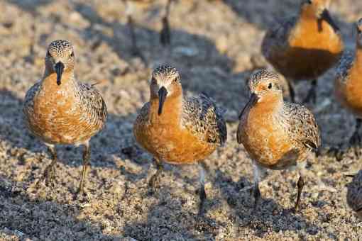 Group of Red Knots on Sandy Beach