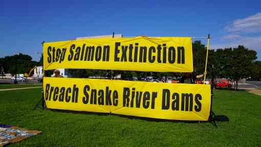 Stop Salmon Extinction Sign - Salmon Orca Rally