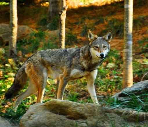 Red Wolf - Captive - Western North Carolina Nature Center