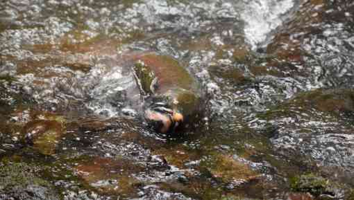 Spawning Coho Salmon in Stream - Lagunitas Creek - California