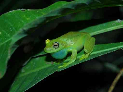 Emerald Glass Frog Chirping - Sianbal - San Martin Province - Peru